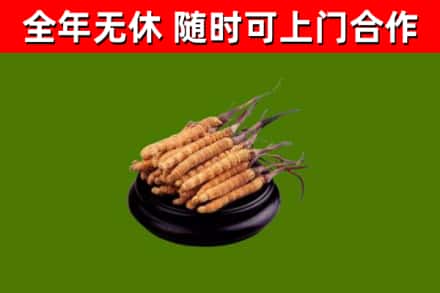 宁武回收冬虫夏草